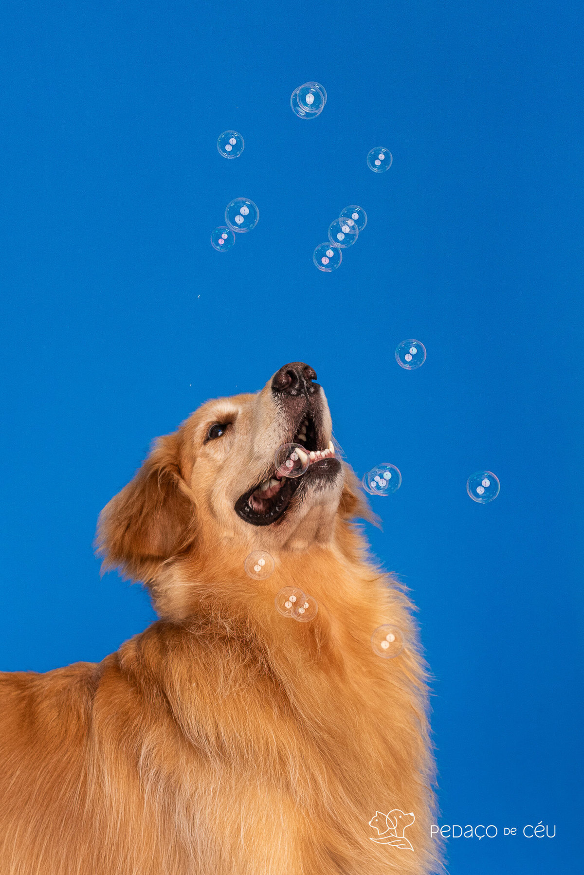 golden retriever estúdio pet rj