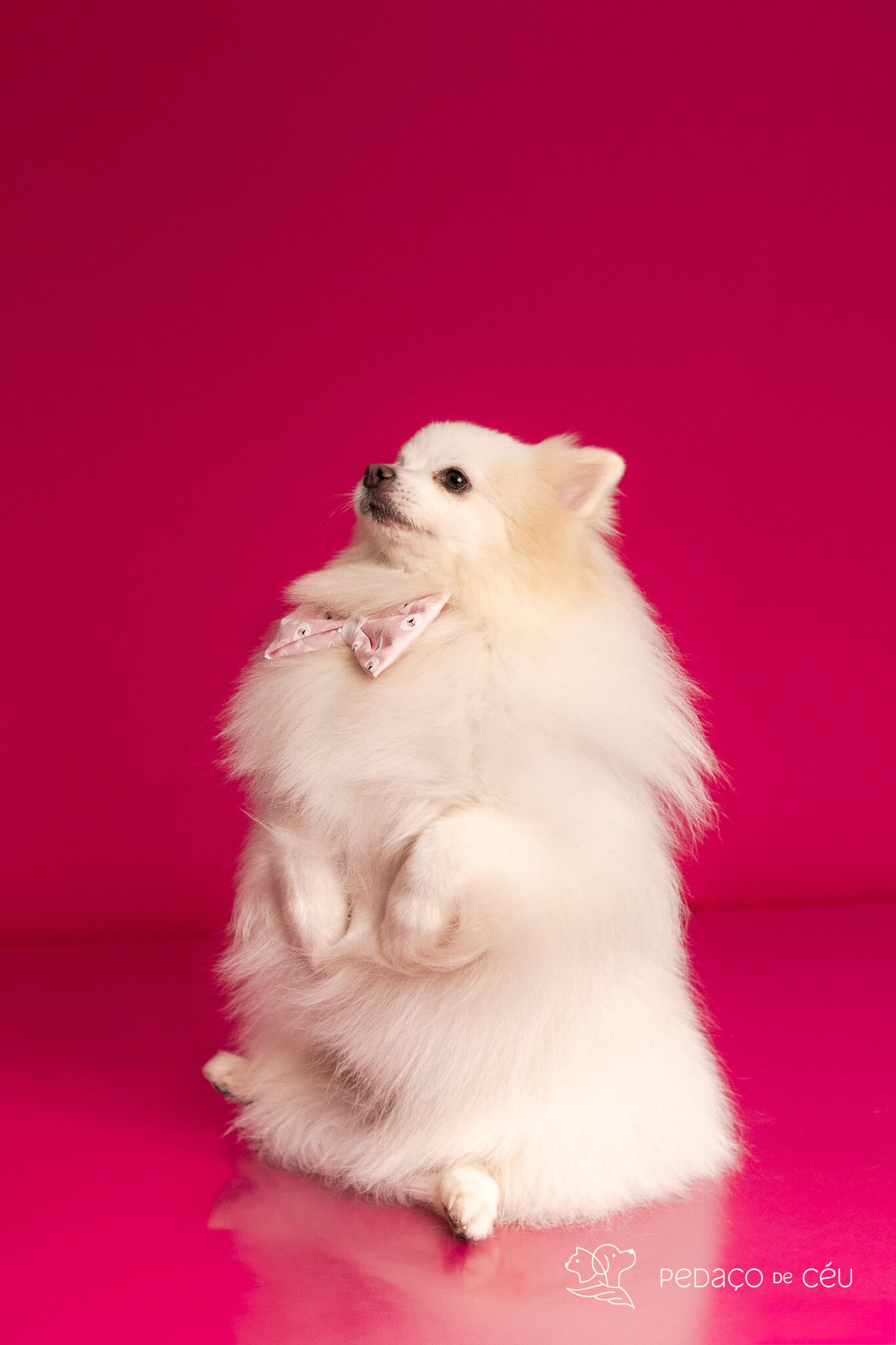 ensaio fundo colorido para spitz rio de janeiro