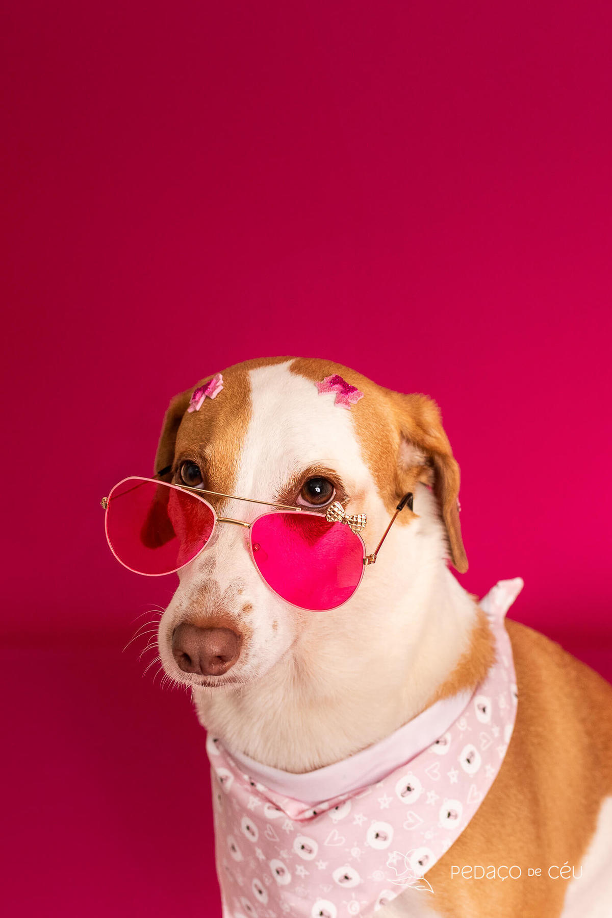 ensaio fundo colorido para pets rio de janeiro