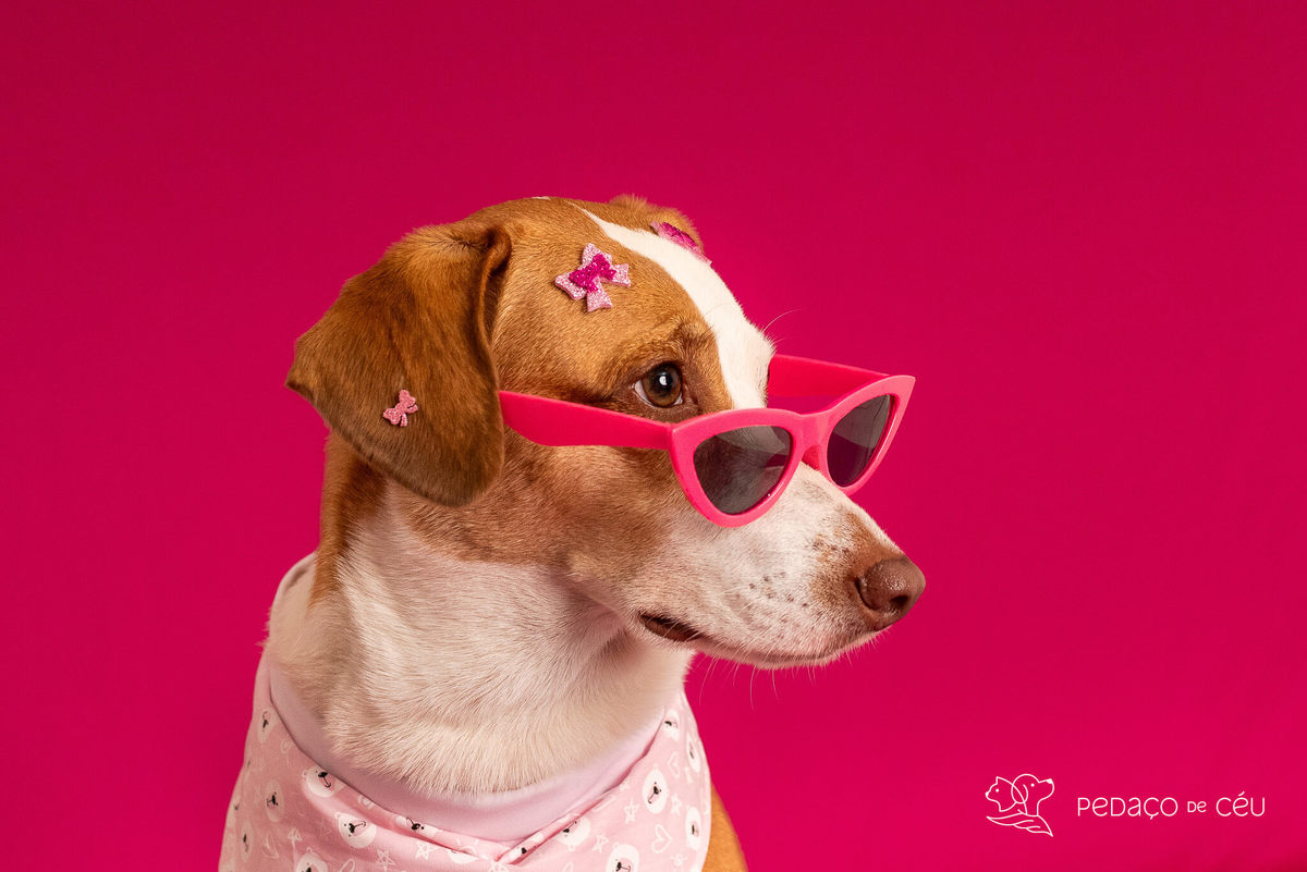 ensaio fundo colorido para pets rio de janeiro