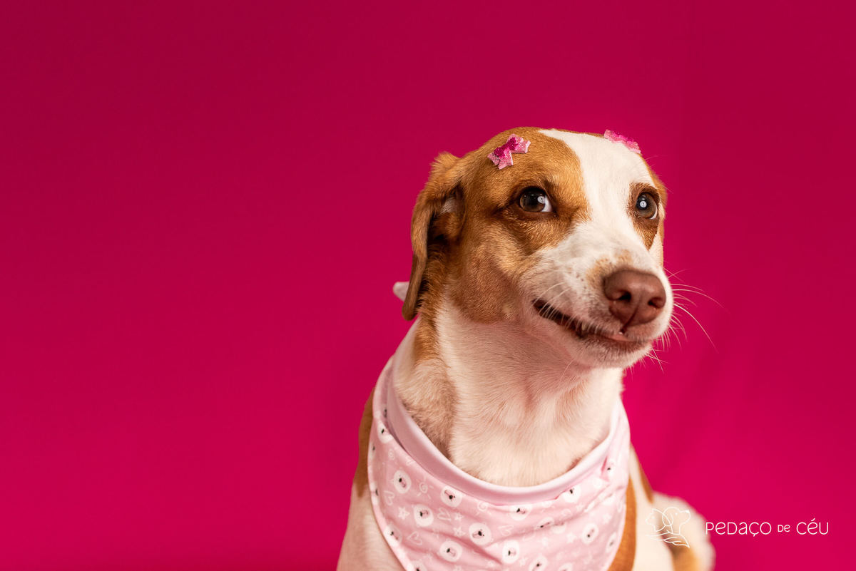 ensaio fundo colorido para pets rio de janeiro