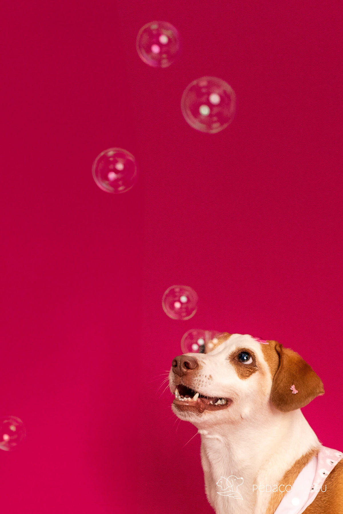 ensaio fundo colorido para pets rio de janeiro