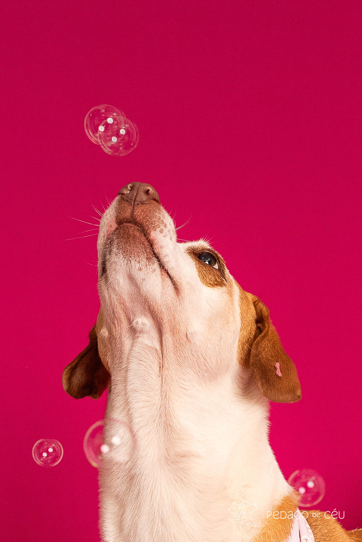 ensaio fundo colorido para pets rio de janeiro