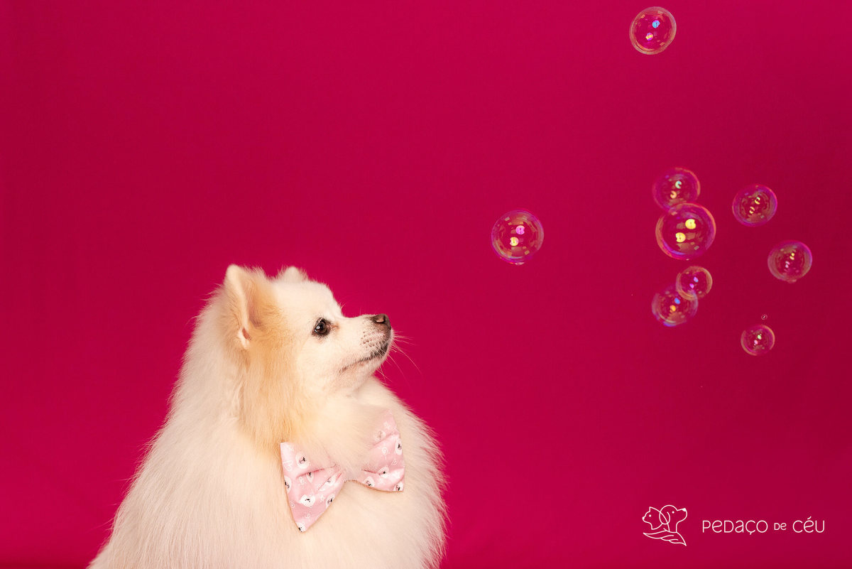 ensaio fundo colorido para pets rio de janeiro