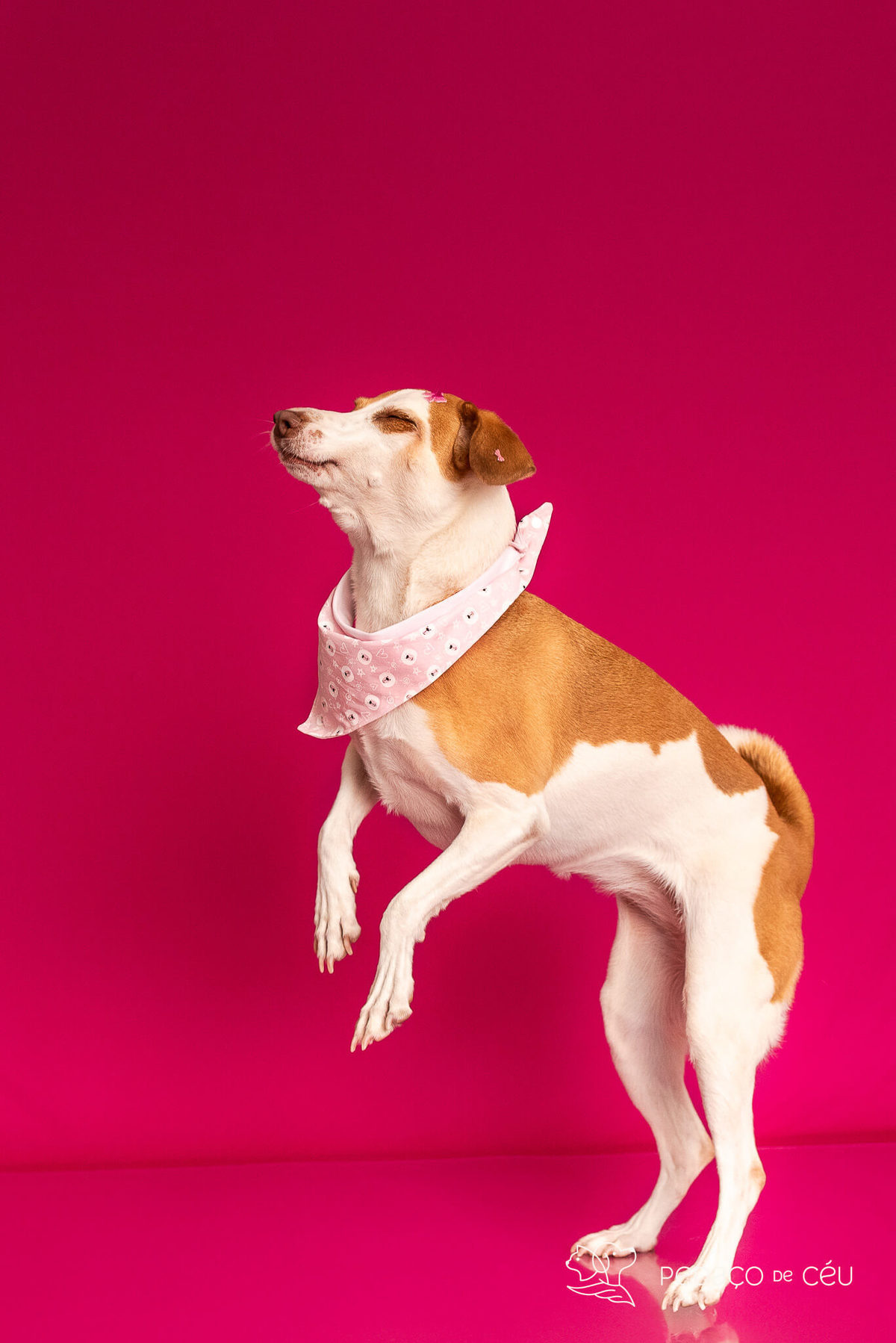 ensaio fundo colorido para pets rio de janeiro