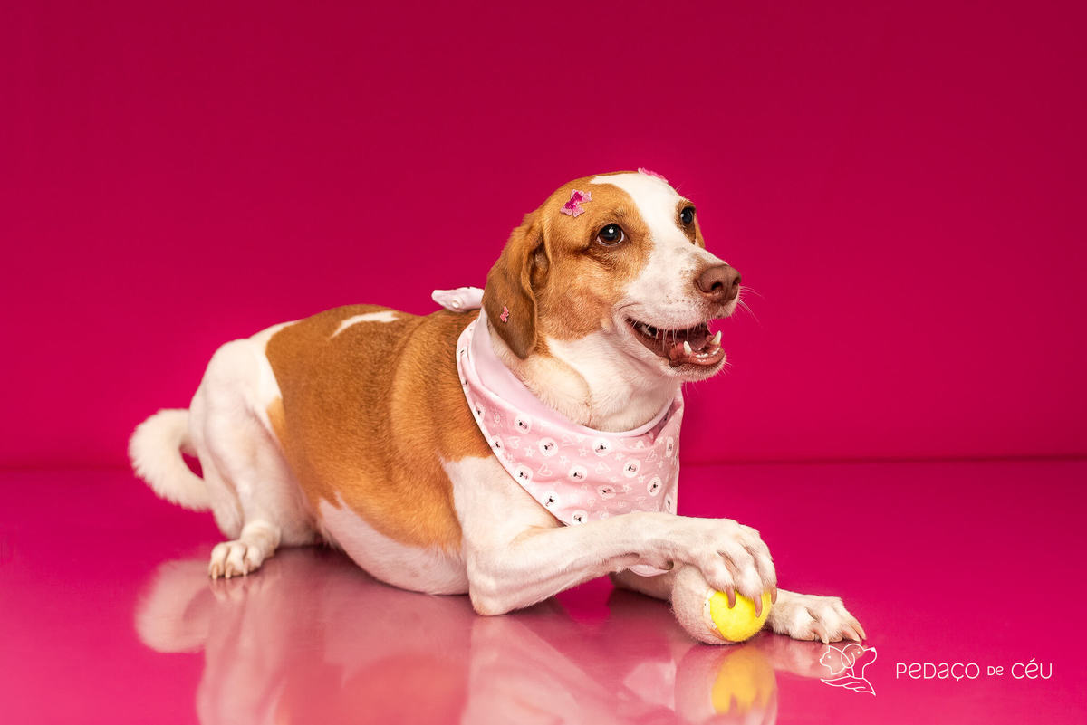 ensaio fundo colorido para pets rio de janeiro