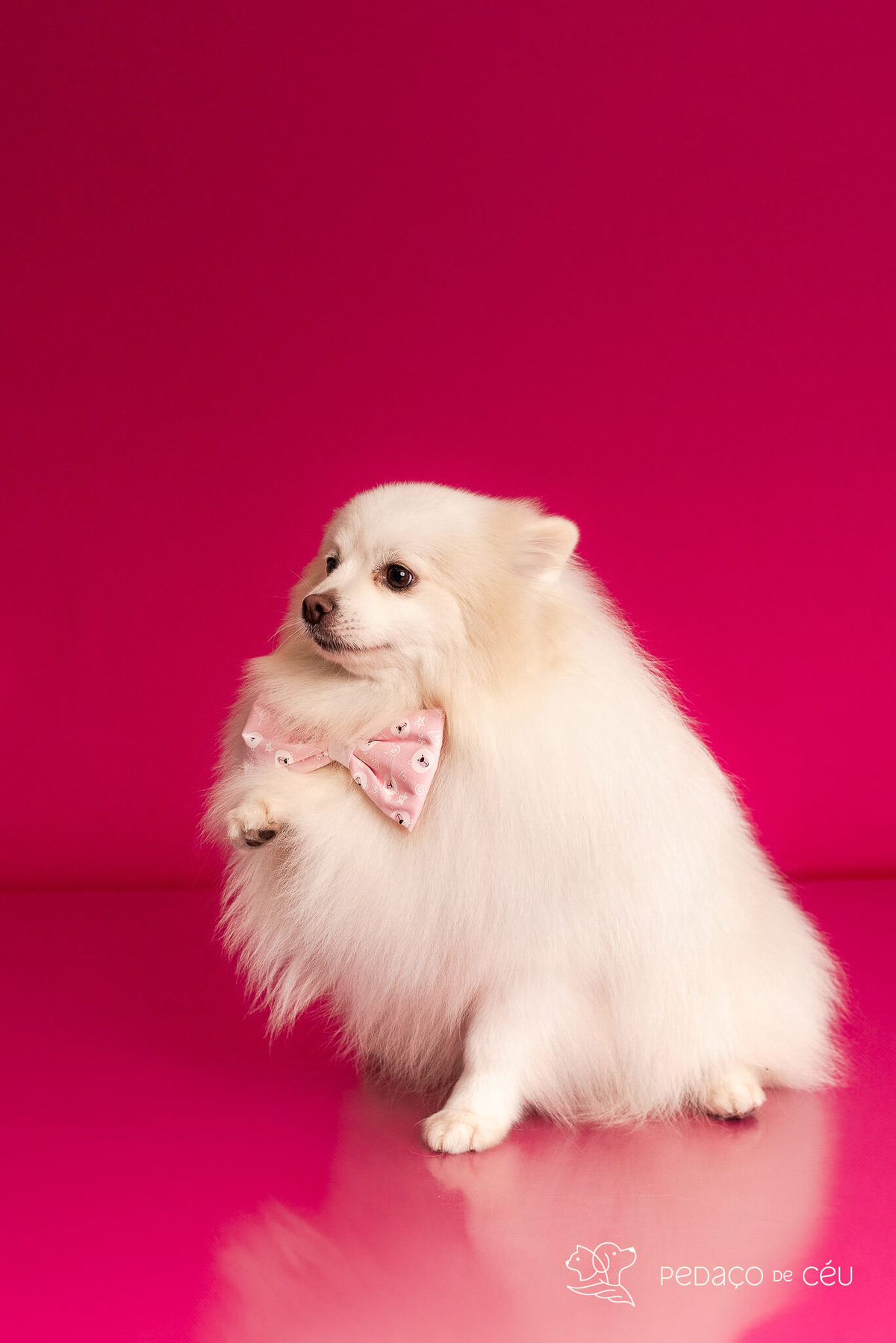 ensaio fundo colorido para pets rio de janeiro