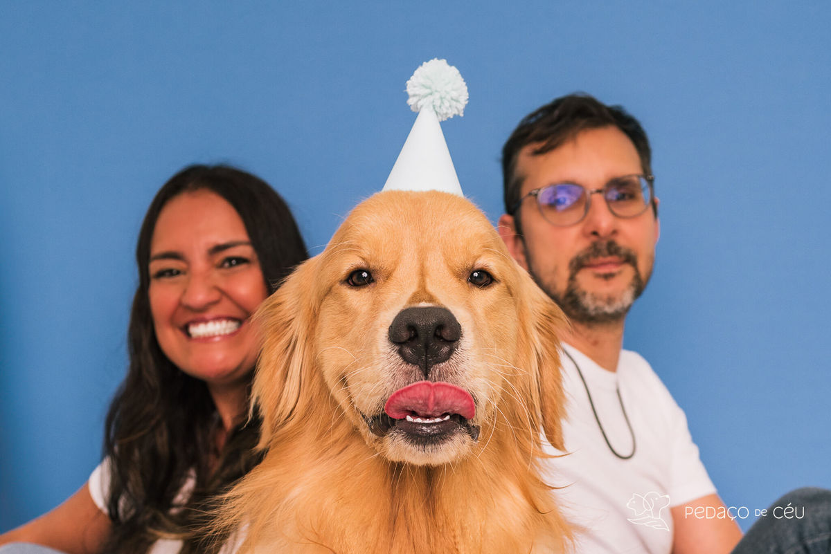 festa golden retriever