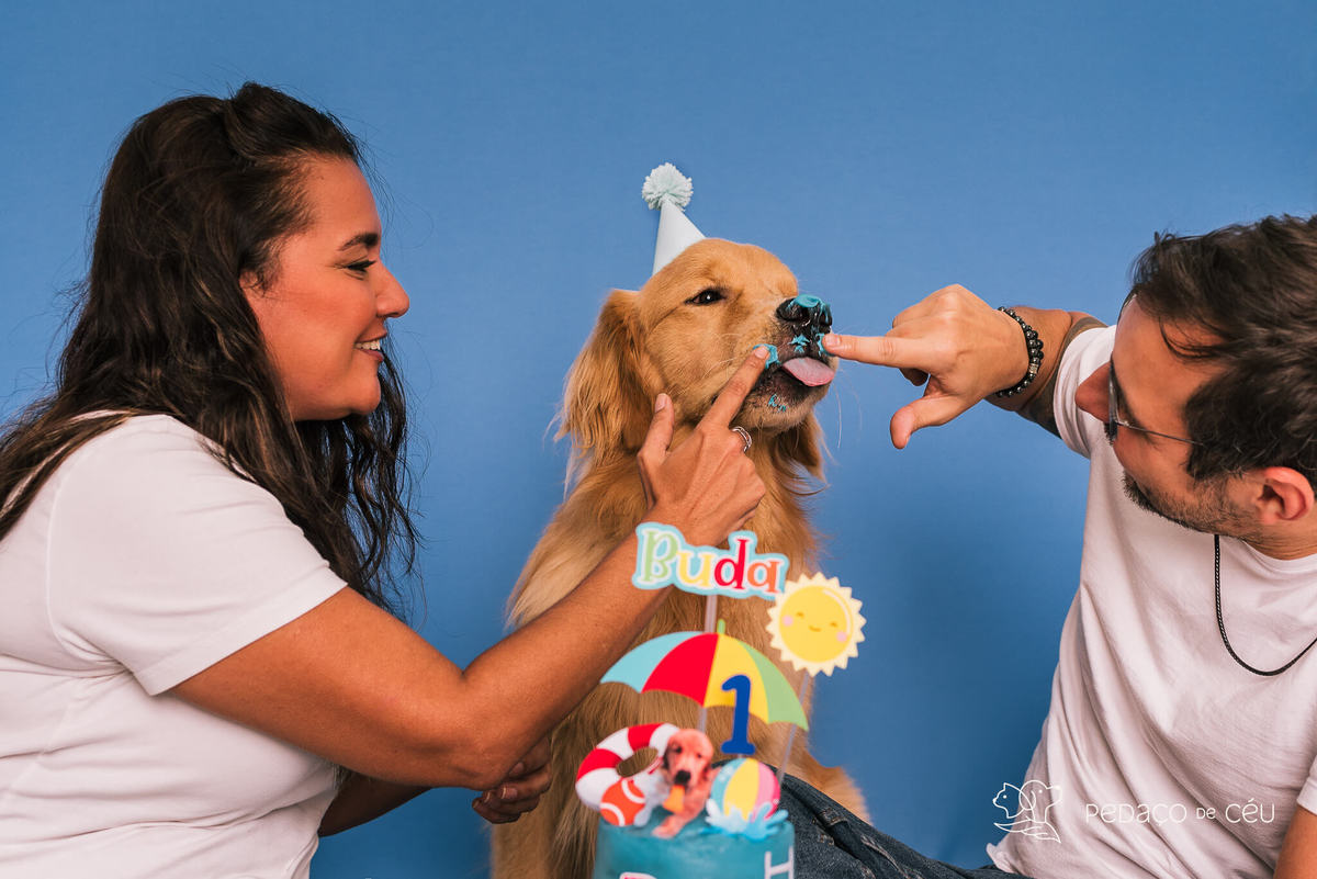 Cake smash golden retriever