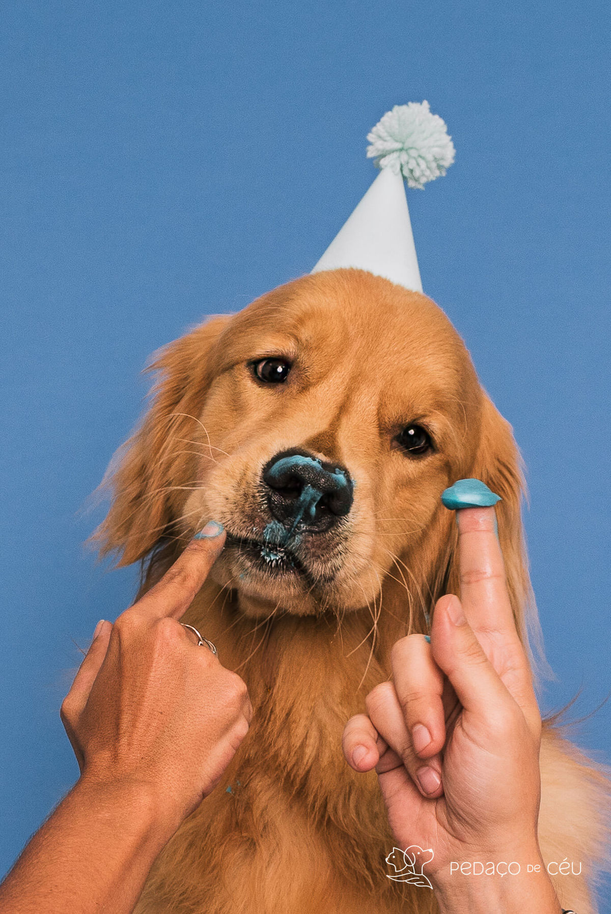 Cake smash golden retriever
