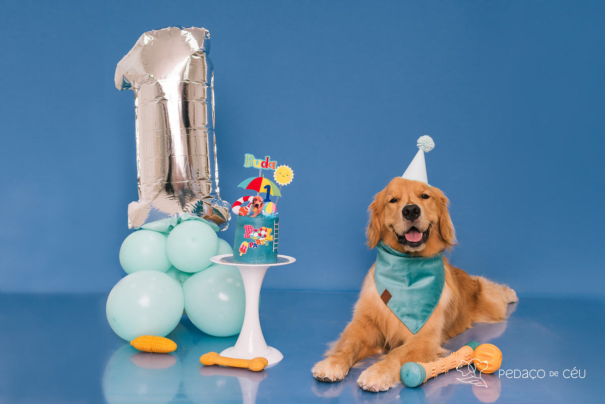 Cake smash golden retriever