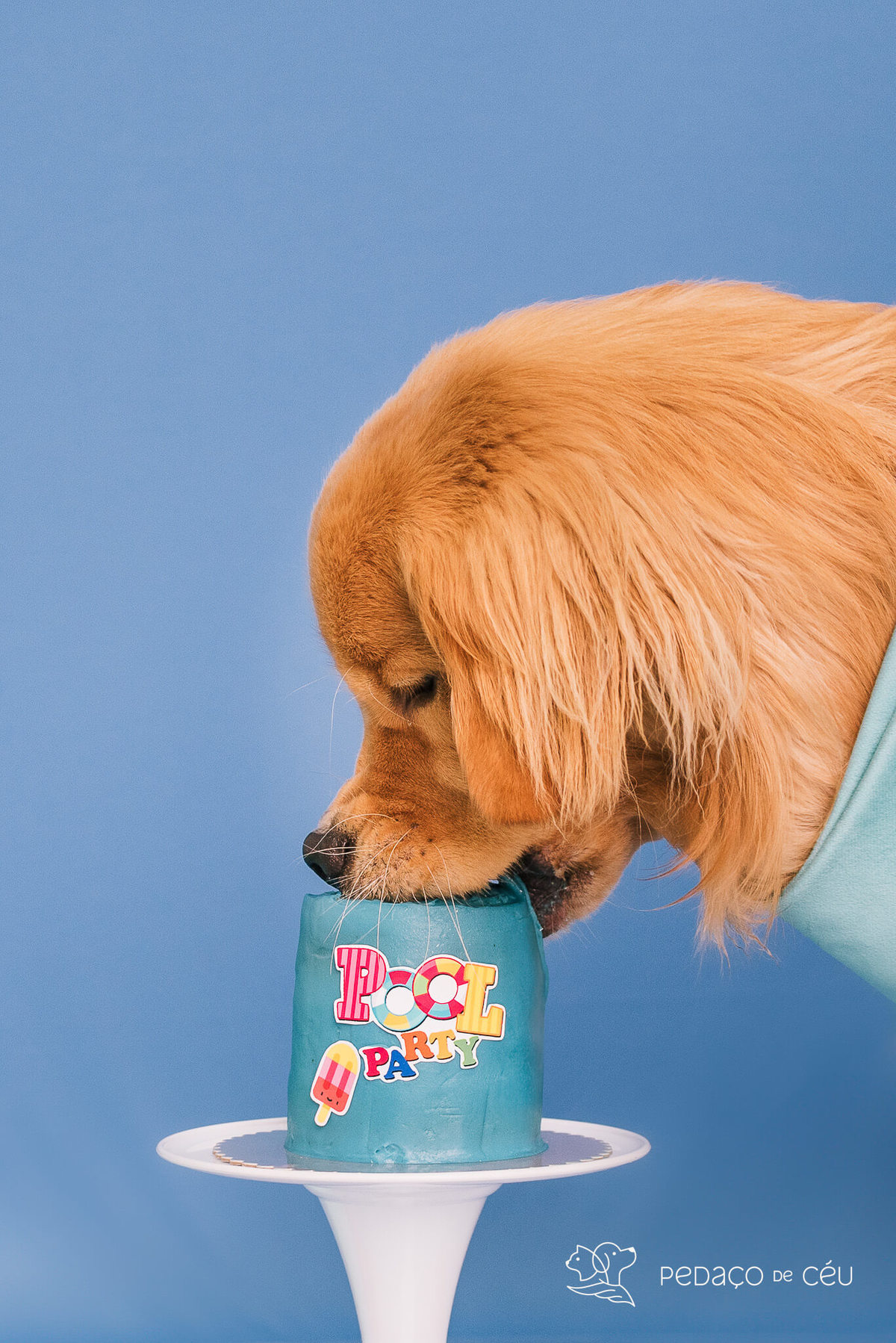 Cake smash golden retriever