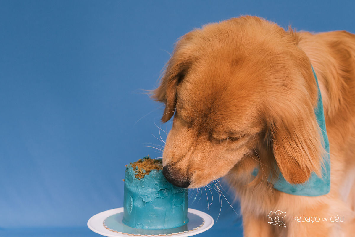 Cake smash golden retriever