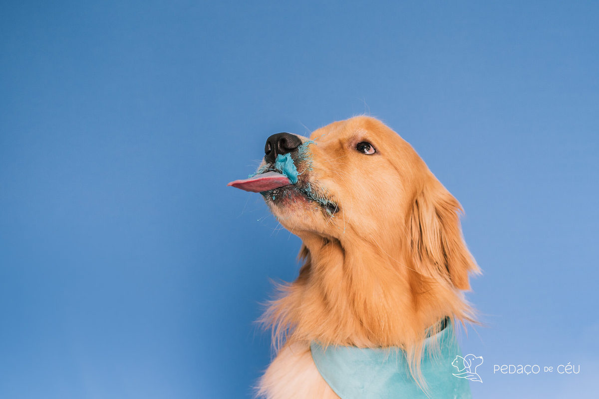 Cake smash golden retriever