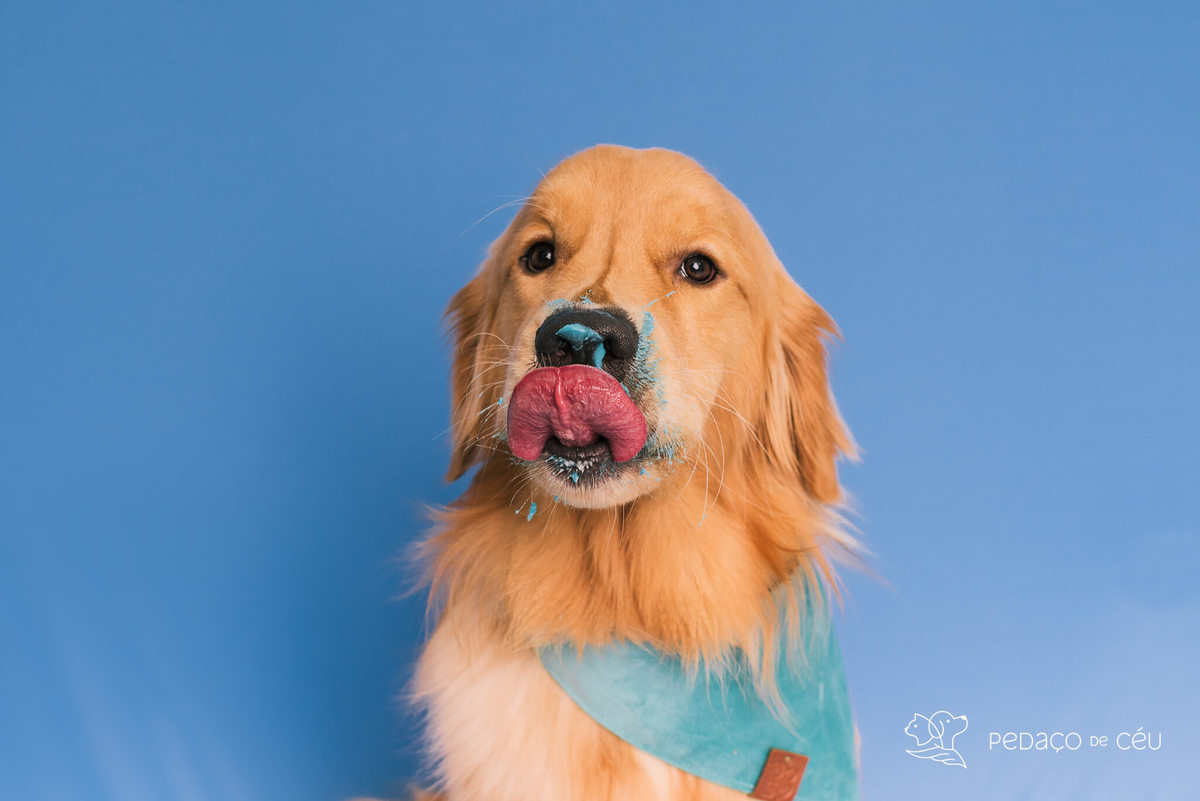 Cake smash golden retriever
