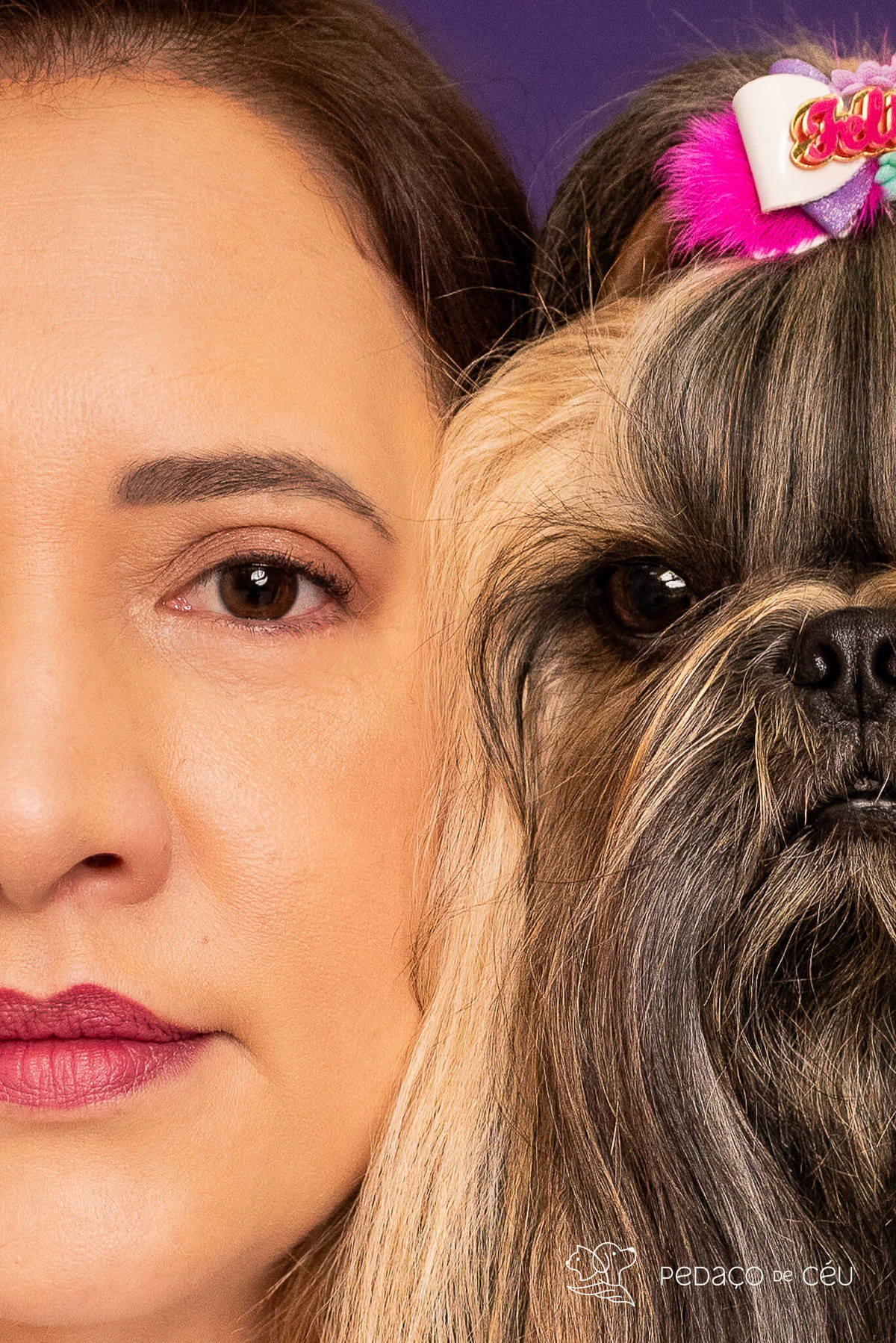 ensaio pet shihtzu em estúdio 