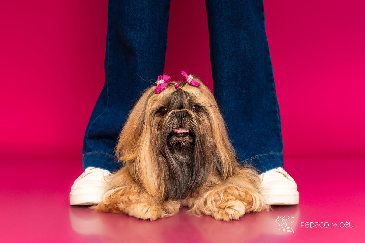 ensaio pet em estúdio RJ com shihtzu