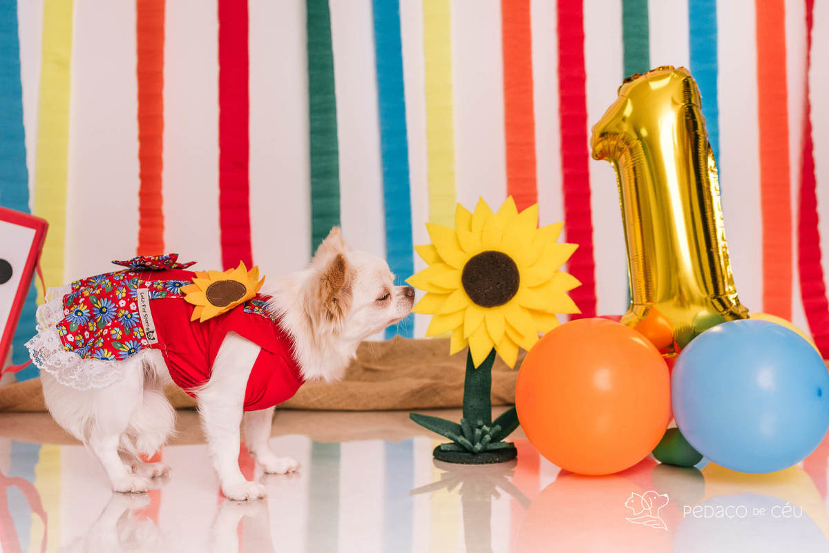 ensaio de aniversário pet chihuahua em estúdio rj