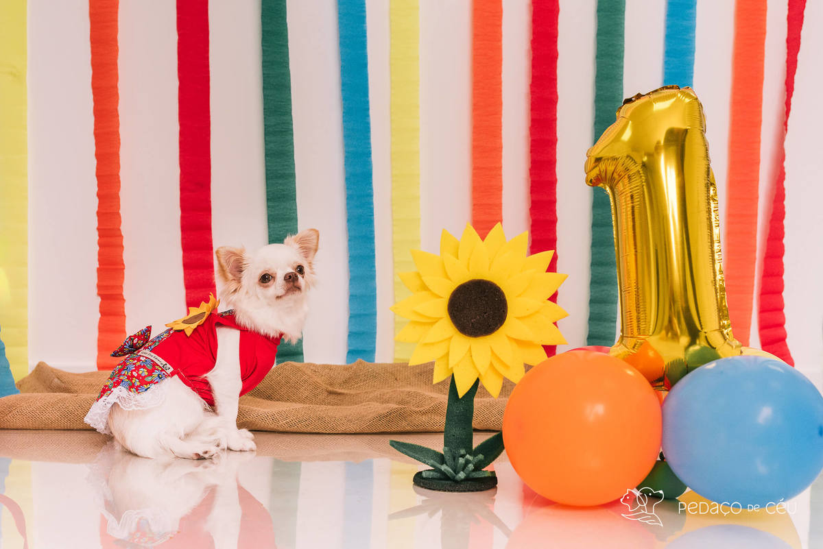 ensaio de aniversário pet chihuahua em estúdio rj