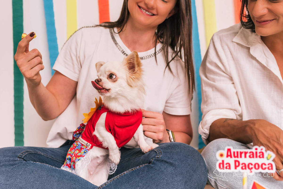 ensaio de aniversário pet chihuahua em estúdio rj