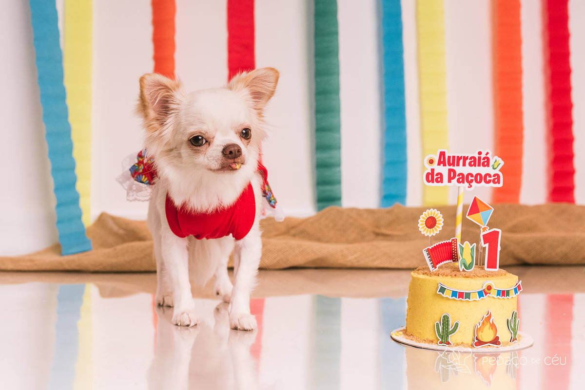 ensaio de aniversário pet chihuahua em estúdio rj