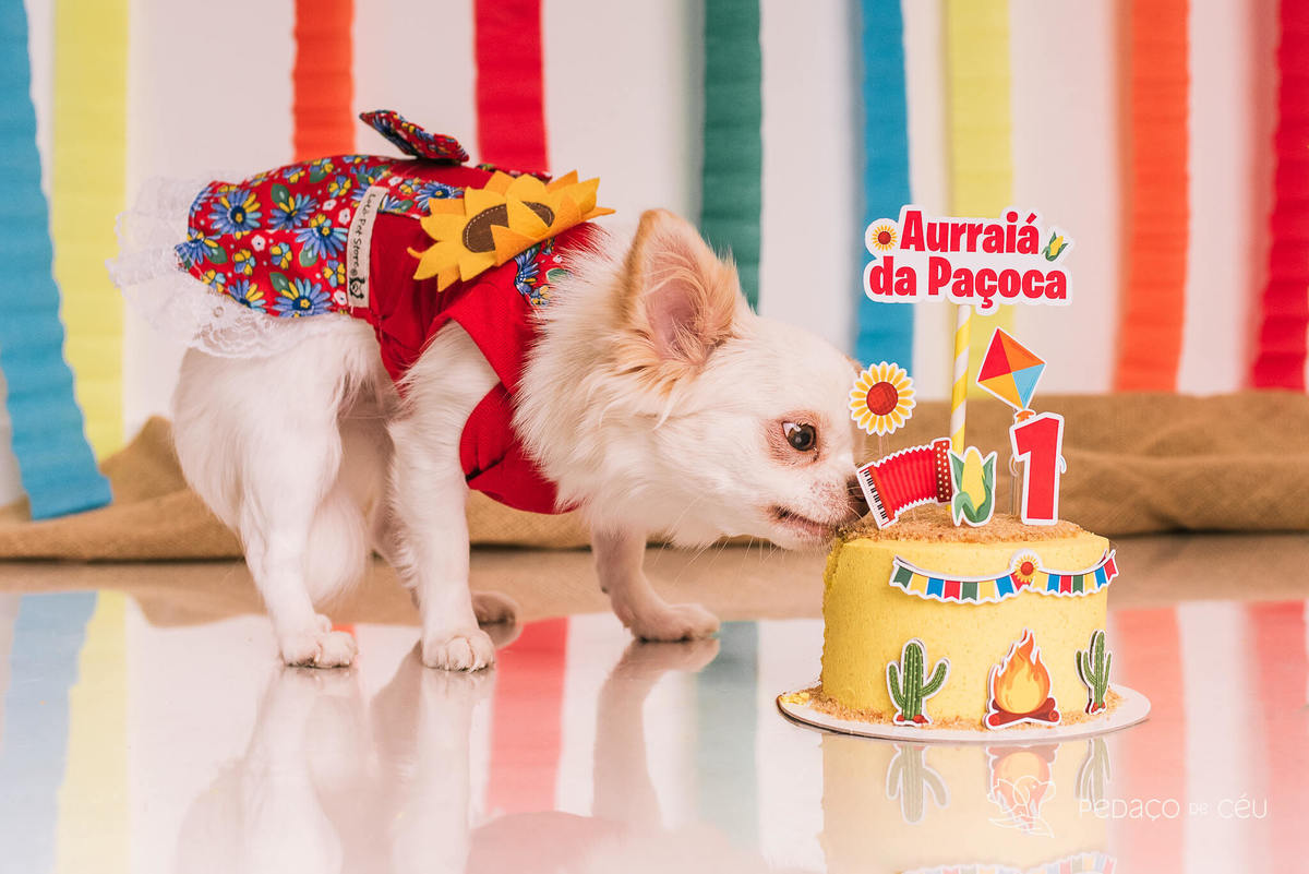 ensaio de aniversário pet chihuahua em estúdio rj