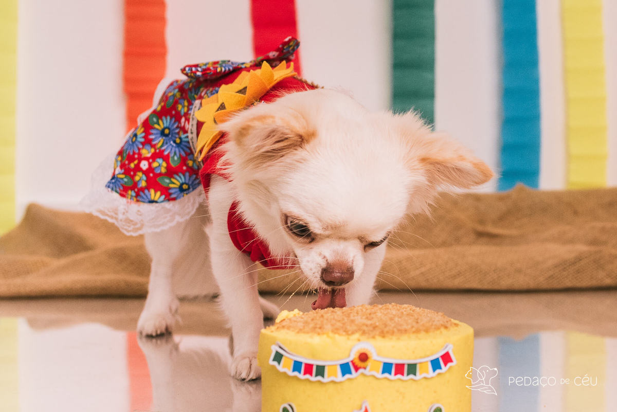 ensaio de aniversário pet chihuahua em estúdio rj