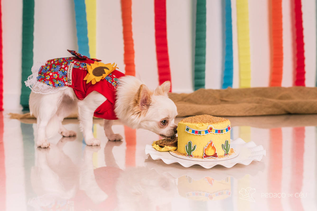 ensaio de aniversário pet chihuahua em estúdio rj