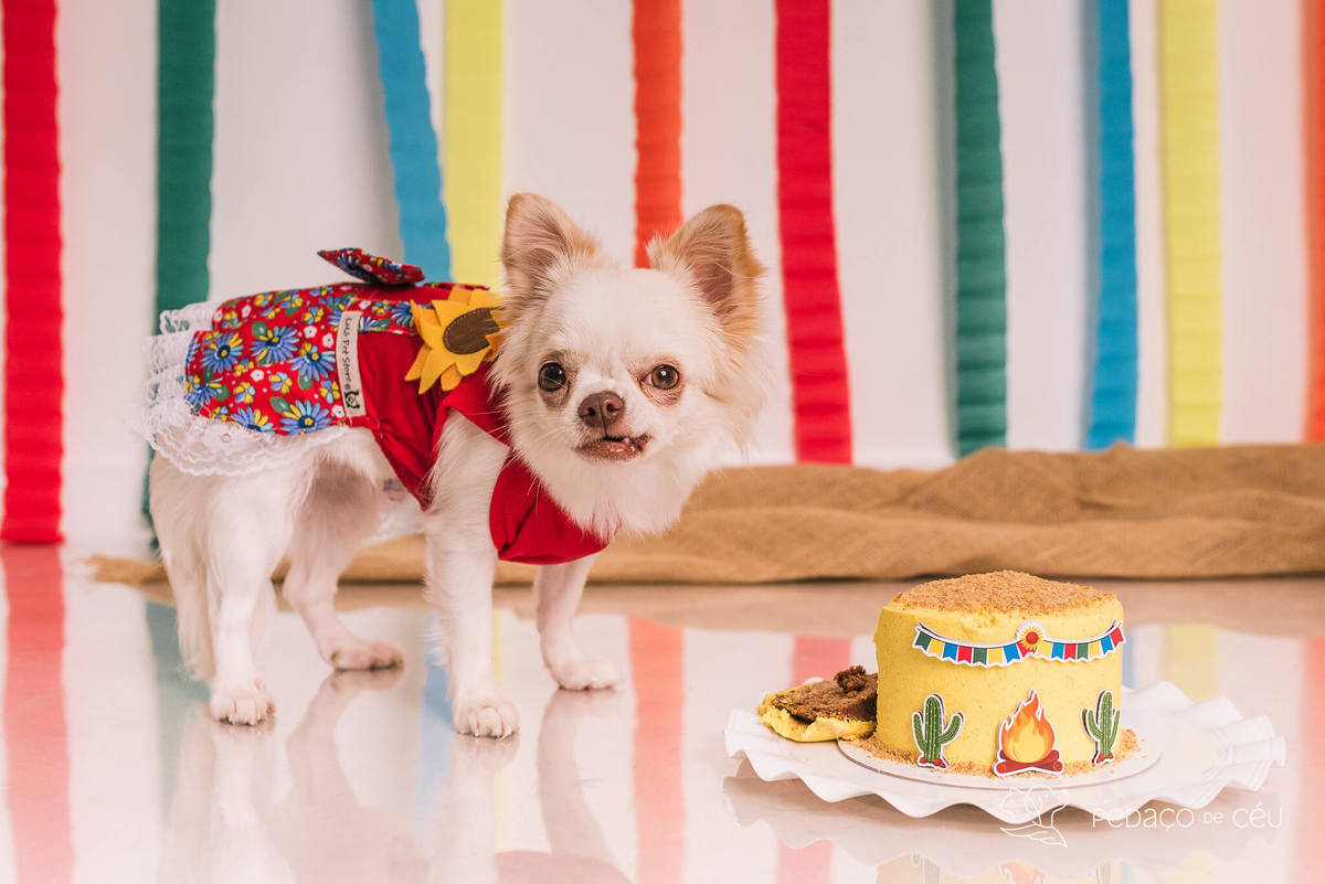 ensaio de aniversário pet chihuahua em estúdio rio de janeiro
