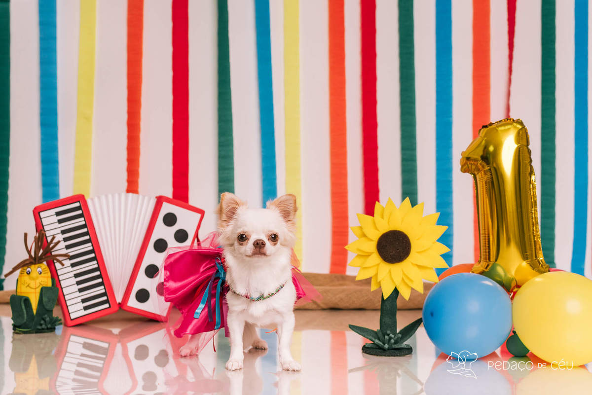 ensaio de aniversário pet chihuahua em estúdio rj