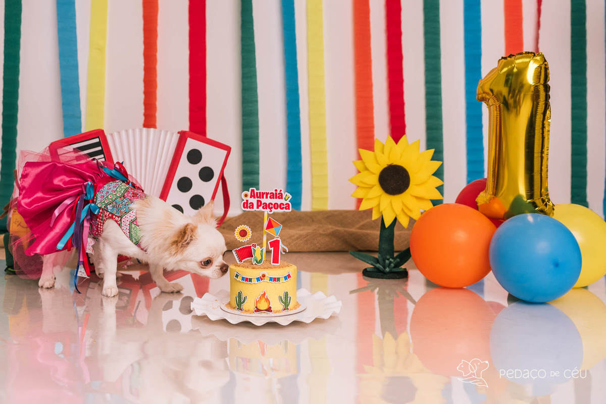 ensaio de aniversário pet chihuahua em estúdio rj