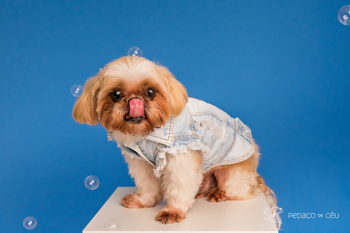 ensaio família com shihtzu em fundo colorido estúdio pet friendly rio de janeiro