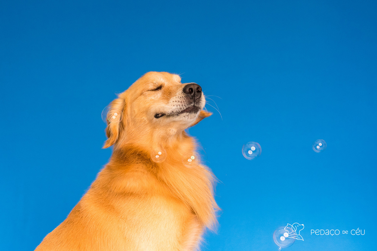 ensaio pet estudio golden retriever