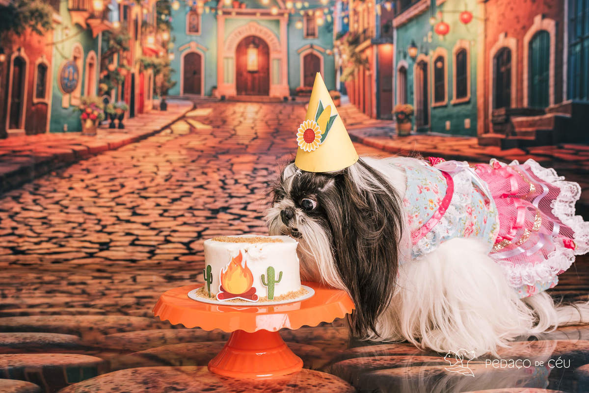 ensaio de aniversário pet com bolo rio de janeiro