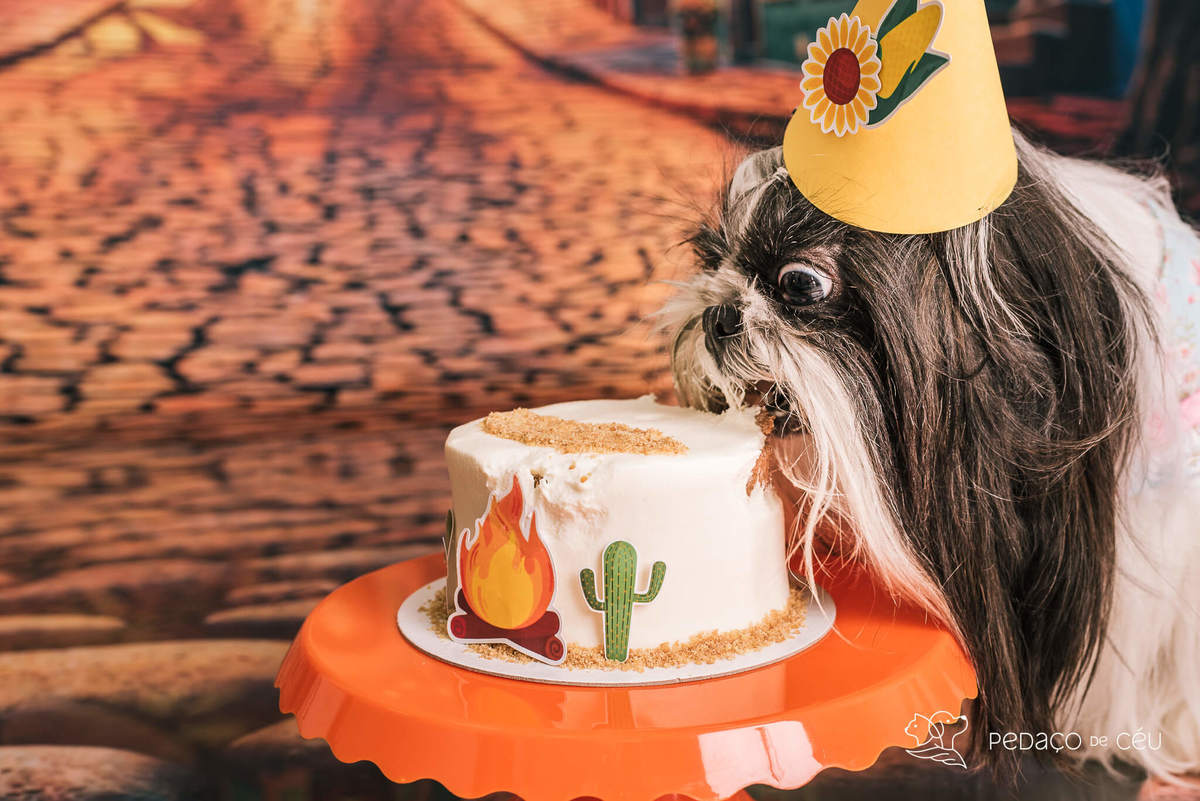 ensaio de aniversário pet shihtzu rj