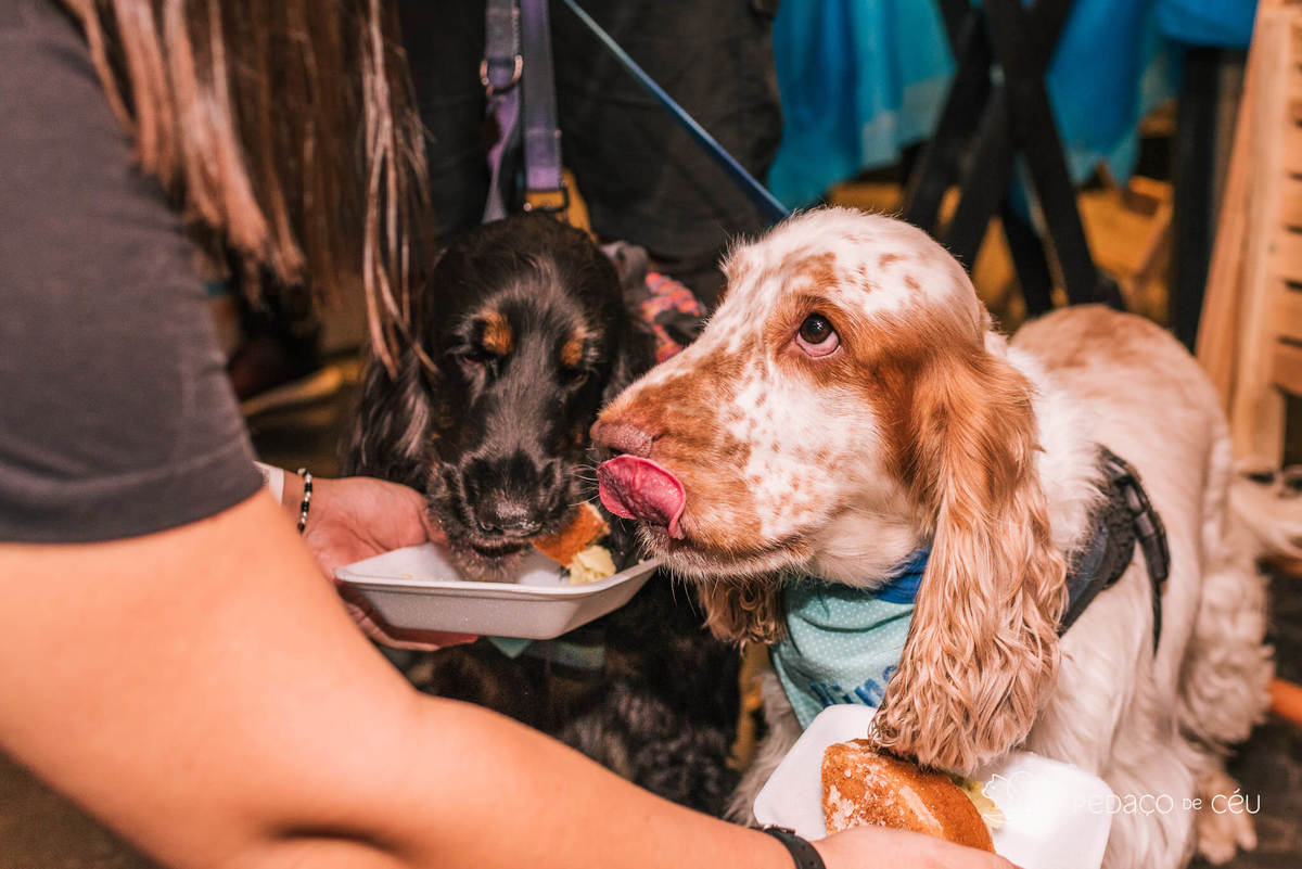 Aniversário pet no Bonifácio e Berenice Leblon RJ