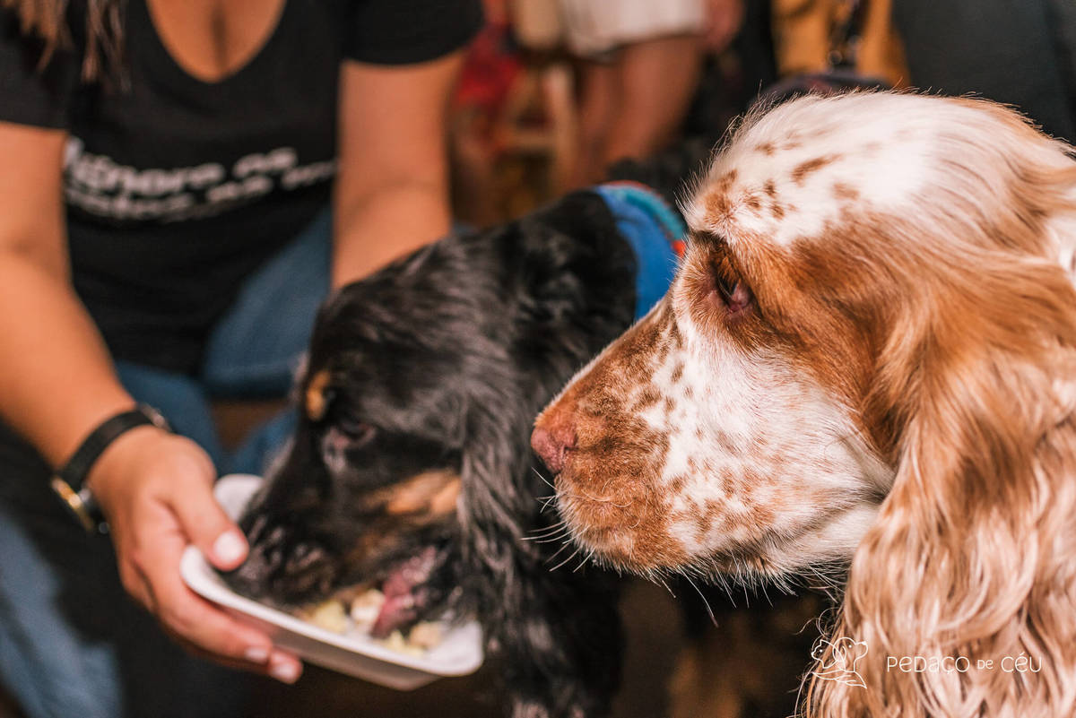 Aniversário pet no Bonifácio e Berenice Leblon RJ