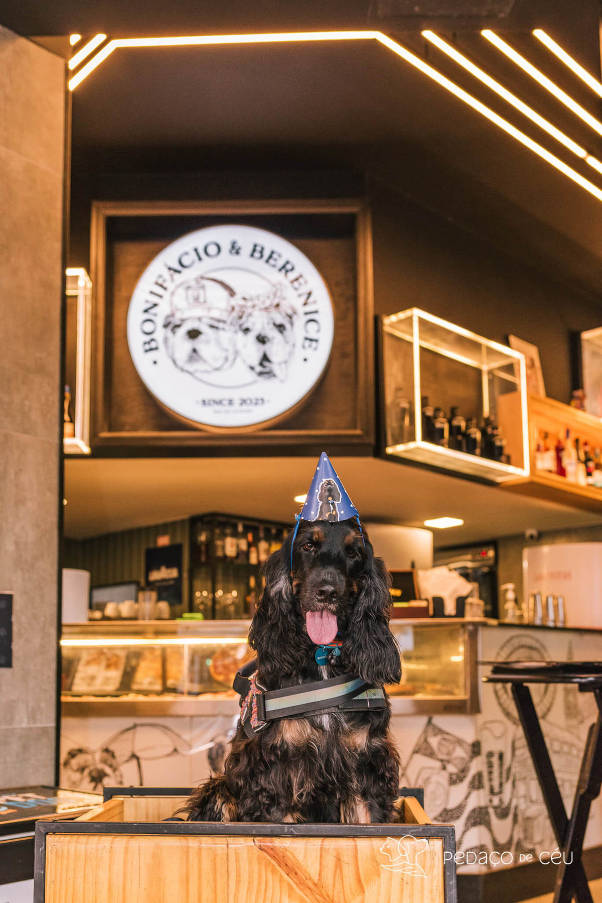 Aniversário pet no Bonifácio e Berenice Leblon RJ