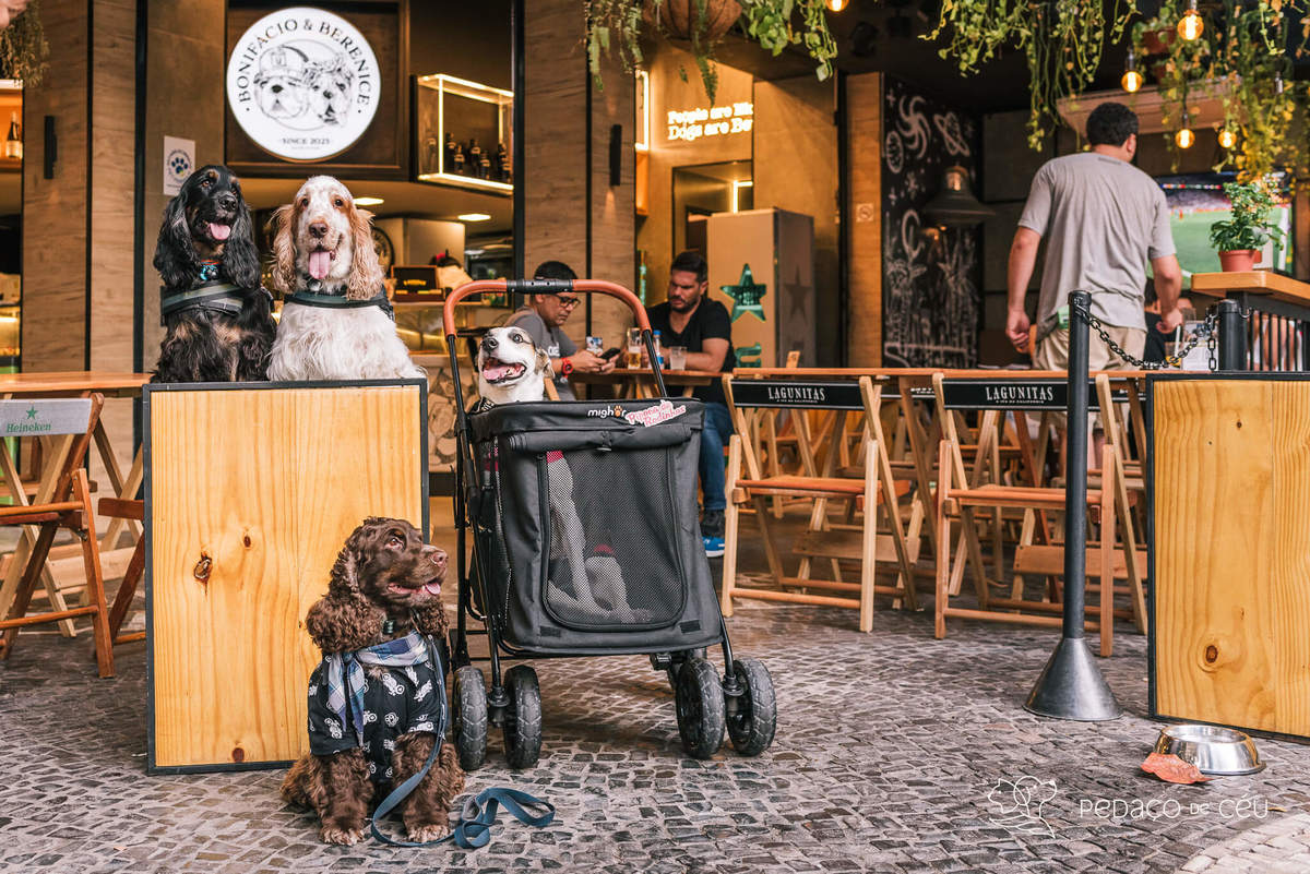 Aniversário pet no Bonifácio e Berenice Leblon RJ