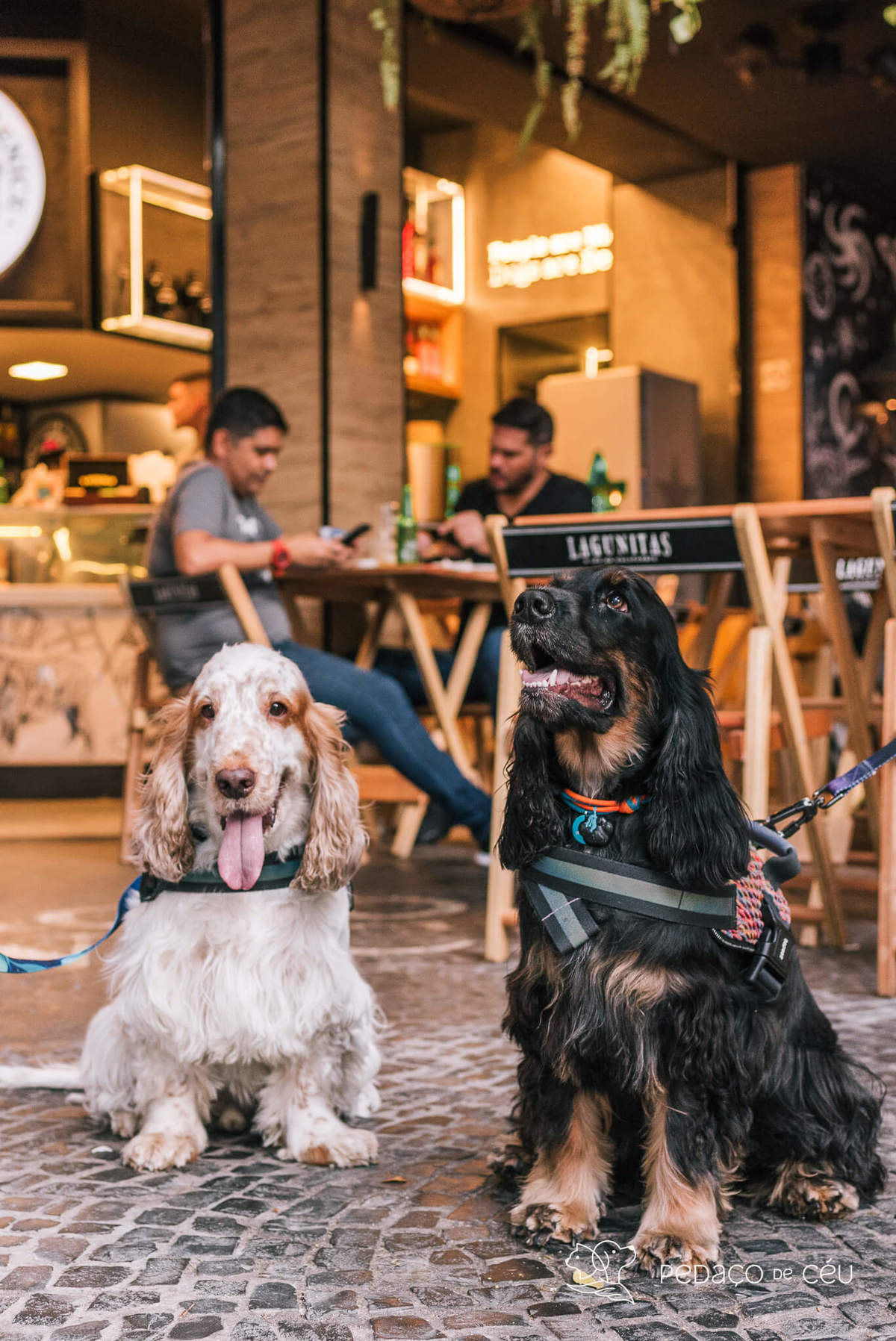 Aniversário pet no Bonifácio e Berenice Leblon RJ