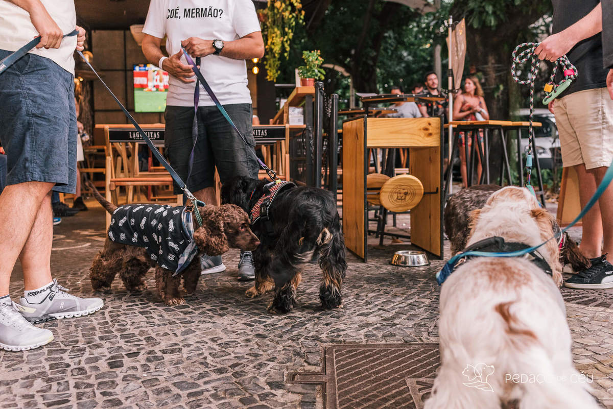 Aniversário pet no Bonifácio e Berenice Leblon RJ