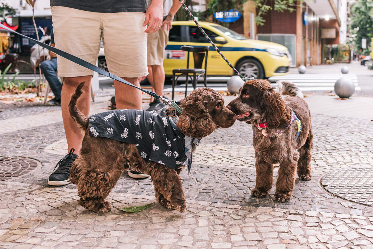 Aniversário pet no Bonifácio e Berenice Leblon RJ