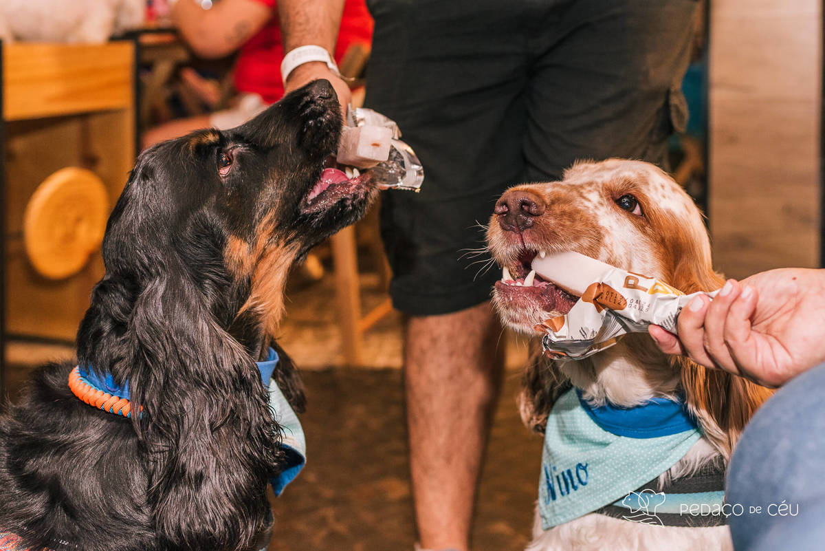 Aniversário pet no Bonifácio e Berenice Leblon RJ