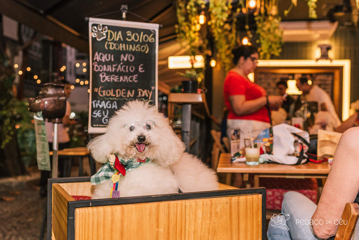 Aniversário pet no Bonifácio e Berenice Leblon RJ
