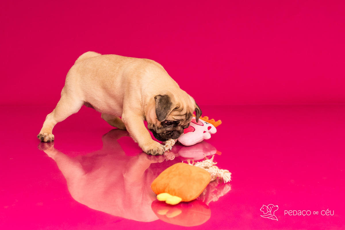 Ensaio pug em estúdio Rio de Janeiro