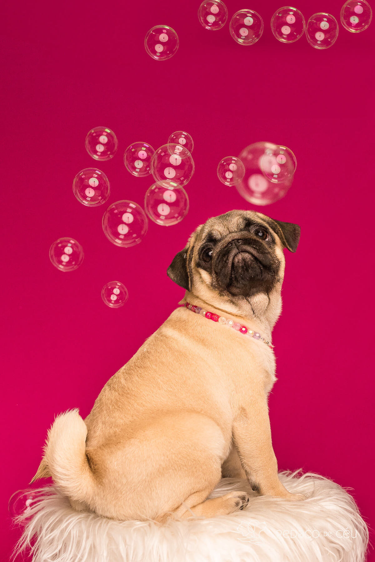 Ensaio pug em estúdio Rio de Janeiro