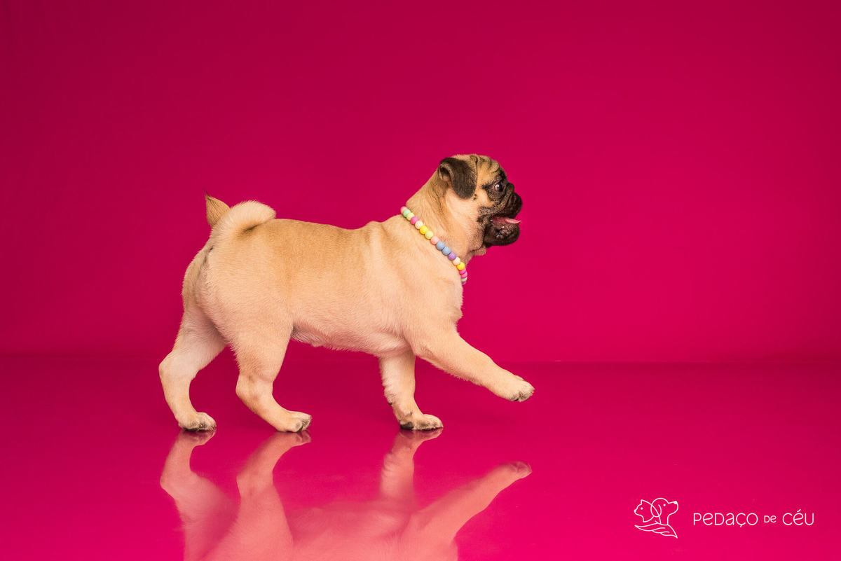 Ensaio pug em estúdio Rio de Janeiro