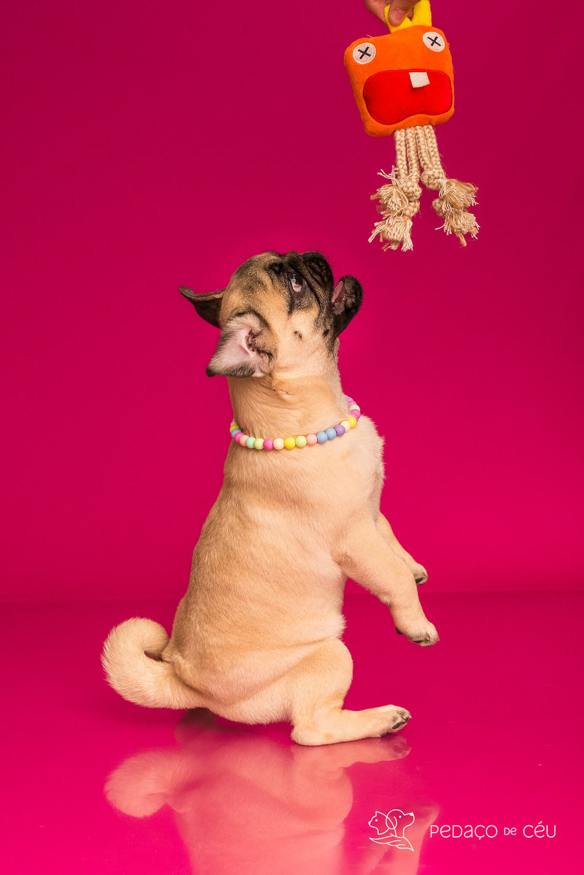 Ensaio pug em estúdio Rio de Janeiro