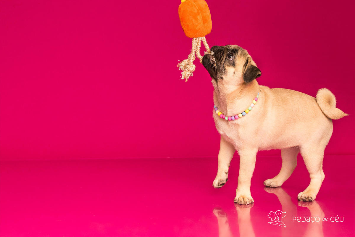 Ensaio pug em estúdio Rio de Janeiro