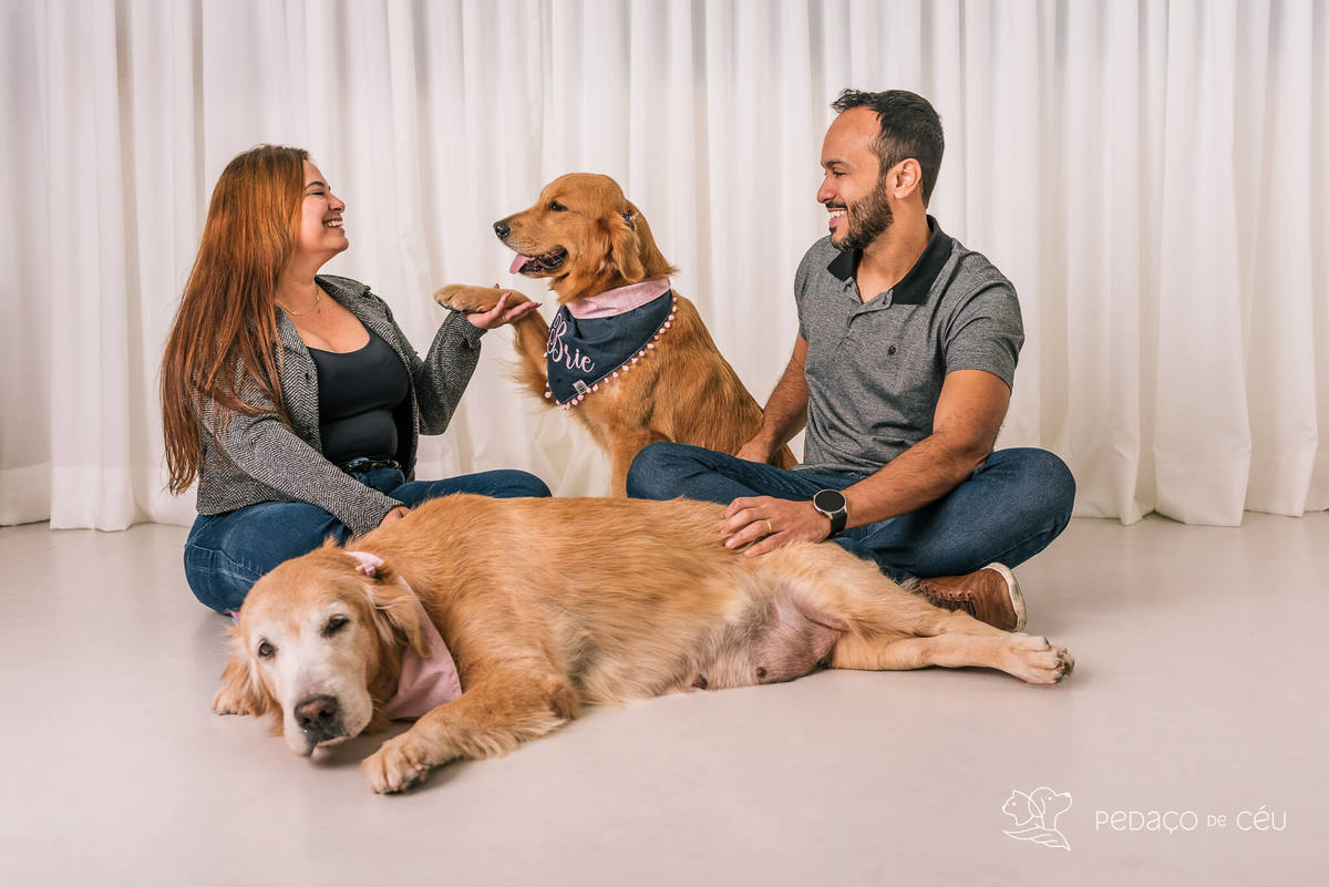 ensaio estúdio Golden Retriever Rio de Janeiro